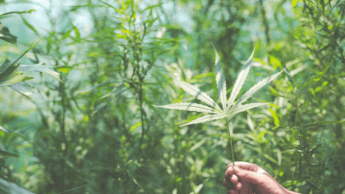 “Poder ver o brilho nos olhos e vê-la sorrindo novamente, não tem preço” diz irmã de paciente de cannabis