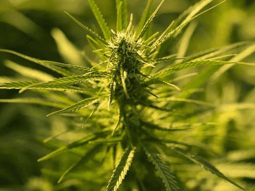 Potencial de fungos no cânhamo representa riscos à saúde, conclui o relatório