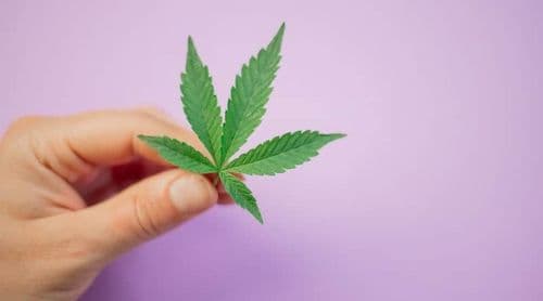 Preconceito é a principal dificuldade para quem quer trabalhar com cannabis no Brasil