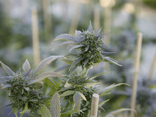 Ban on raw flowers: businessman claims Anvisa's decision is a setback