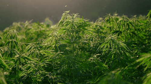 Projeto de Lei norte-americano pretende aumentar os níveis de THC da cannabis permitidos no país