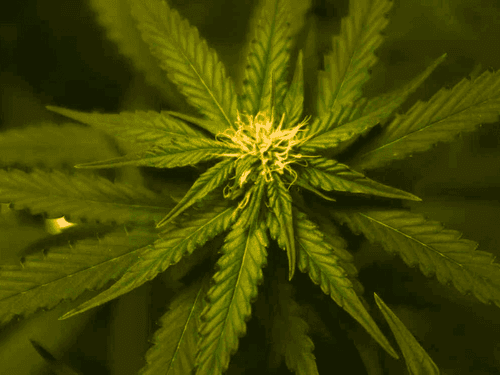 Projeto de pesquisa busca variedades de cânhamo com melhor desempenho na Austrália