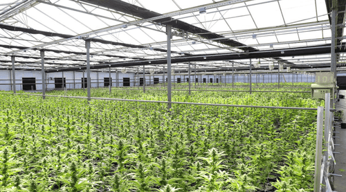 Projeto do Reino Unido explorará casos ambientais e de negócios para cânhamo