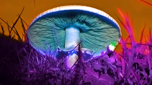 Imagem da noticia: Uso de microdosagem de psicodélicos cresce e atinge milhões de adultos nos EUA