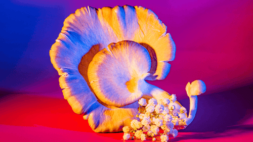 Imagem da noticia: When Psilocybin Calms the End: A Breath of Peace for Terminal Patients