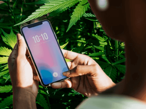 Quando a tecnologia se torna aliada: IA detecta intoxicação por cannabis
