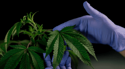 Quer ganhar dinheiro consumindo álcool e cannabis? Participar de estudo pode ser a solução