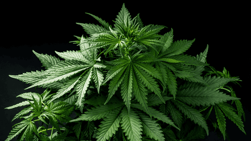 Movimentação no mercado de cannabis cresce com avanço da reclassificação nos EUA