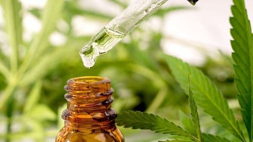 São Cristóvão, no Sergipe, regulamenta lei de acesso ao uso medicinal da cannabis no SUS