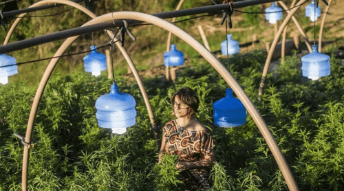 “São leis que não servem para nada”, afirma Margarete Brito sobre a distribuição de remédios à base de cannabis pelo SUS