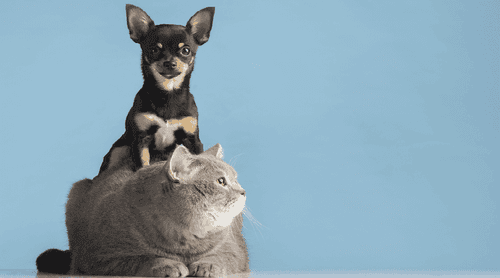 Saúde animal: como a cannabis vem ajudando a medicina veterinária