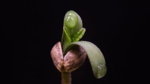 Plataforma americana lança cursos sobre cannabis voltados ao agronegócio