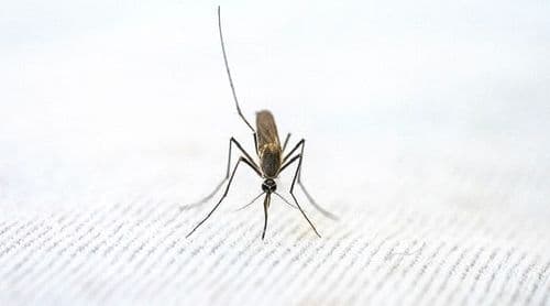 Could cannabis combat malaria?