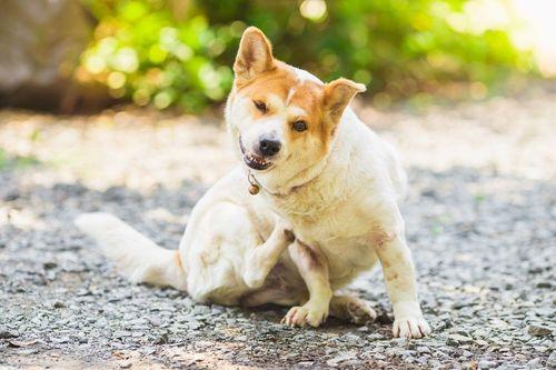 Sistema endocanabinoide canino é aliado à saúde dermatológica