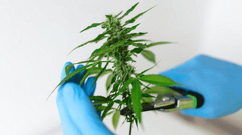 StartUp alagoana promove debate político em Arapiraca sobre o uso medicinal da cannabis