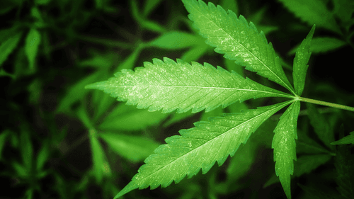 Parlamentarios de Texas articulan regulación del THC de cáñamo en lugar de prohibición