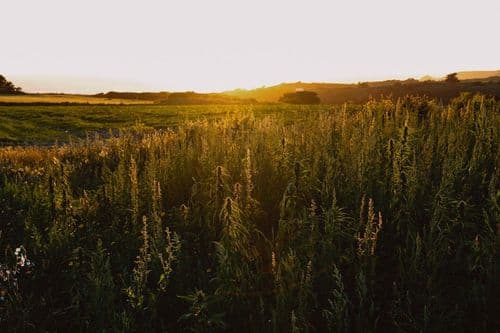 THC em produtos de CBD leva ao fechamento de fazenda de cannabis no Reino Unido