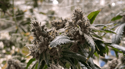 Terpenos: Qué son, de dónde vienen y sus funciones