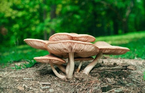 Tratamento com psilocibina melhora os resultados de consumo de álcool, diz estudo