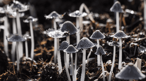 Tratamento psicodélico: psilocibina é eficaz por até um ano para alguns pacientes com depressão