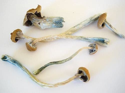 Unifesp recruits volunteers for studies with Psilocybin and Ayahuasca in the treatment of dependencies