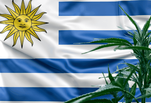 Uruguai considera legalização do uso adulto da maconha para turistas estrangeiros