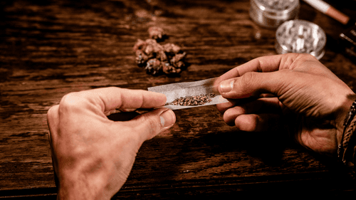 Legalização da cannabis não aumenta o uso entre jovens e leva a queda de 35% no consumo adolescente, aponta relatório