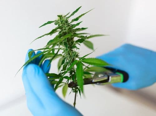 VIII curso de cultivo, uso terapêutico e redução de danos da CULTIVE e UNIFESP