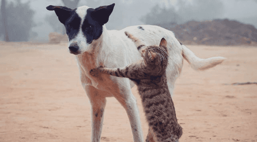 See three cannabis recommendations that could revolutionize veterinary medicine