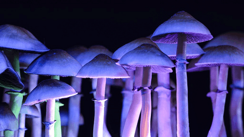 Psilocibina mostra eficácia promissora em depressão resistente ao tratamento, revela novo estudo