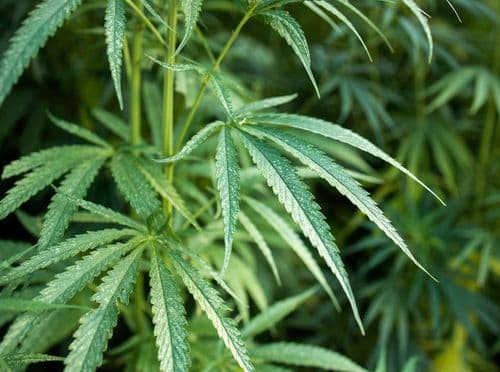 Bandidos rendem colaboradores da Abrace e levam parte do cultivo legalizado