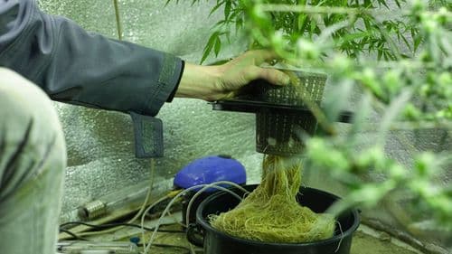 Cómo cultivar cannabis hidropónica: guía completa para principiantes y cultivadores experimentados