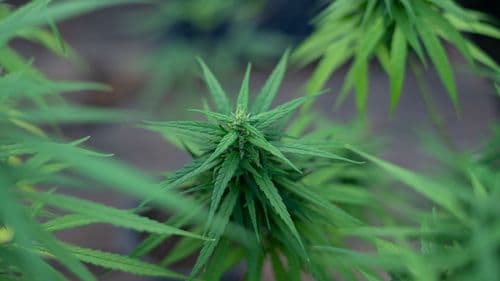 Desvios ilícitos são desafio para criação de mercado competitivo de cannabis no Brasil