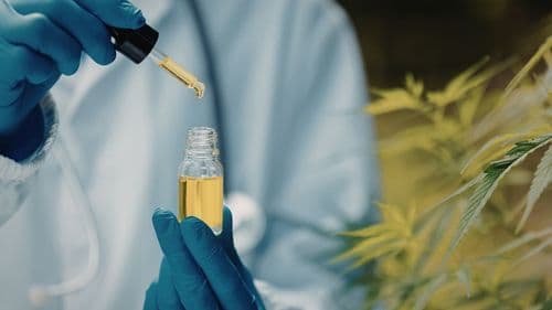 Cultivo nacional e revisão da RDC 660 podem redefinir o mercado de cannabis medicinal no Brasil