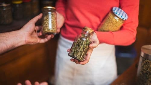 Cafés holandeses começam vender cannabis de produtores licenciados