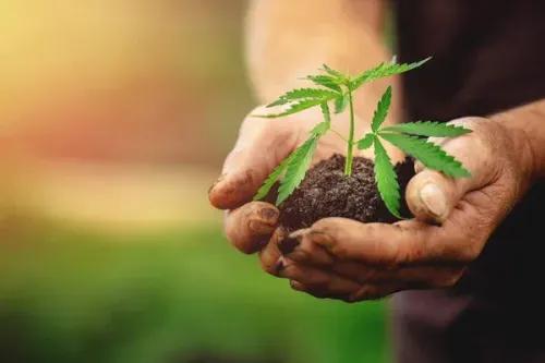La historia del cannabis: de la medicina tradicional a la legalización
