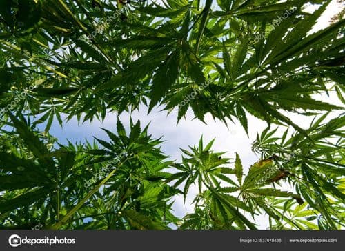 Setor de cultivo e varejo lidera investimentos na cannabis em 2024