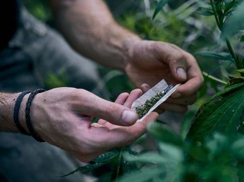 Maconha não é uma droga de entrada, diz estudo