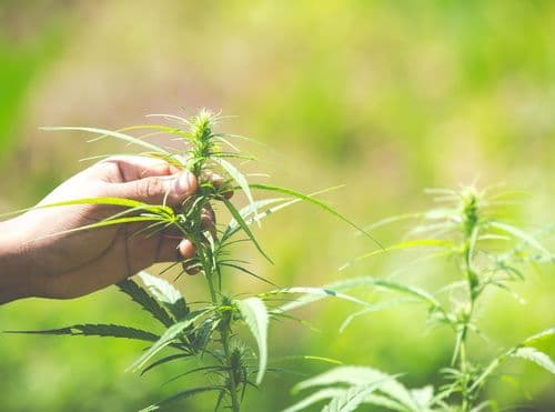 Cânhamo é incluído no novo Censo Agrícola do USDA