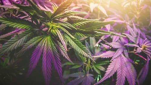 Imposto de 24% pressiona mercado de cannabis em Michigan e derruba vendas