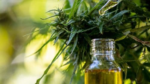 Imagem da noticia: Anvisa autoriza nova concentração de canabidiol de empresa mineira