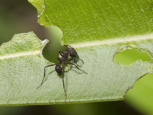 Desafios no cultivo de cannabis: o impacto das pragas