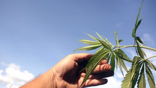 Imagem da noticia: Justiça do DF reconhece uso medicinal e solta casal preso por cultivo de cannabis