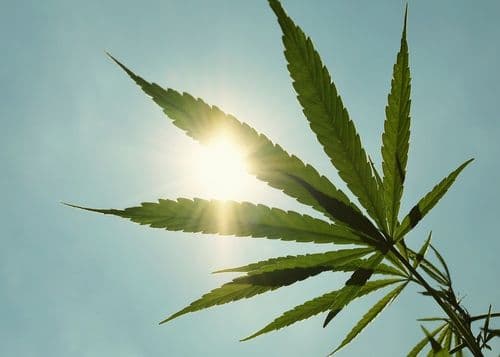 Futuro do cânhamo no Brasil pode ganhar novo fôlego no STJ, afirma especialista