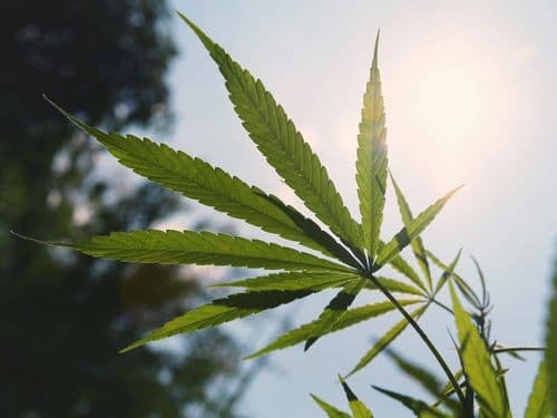 UFLA prepara 1º relatório nacional de controle de pragas no cultivo de cannabis