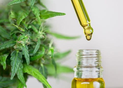 Áustria impõe nova taxa às flores de cânhamo – veja o impacto