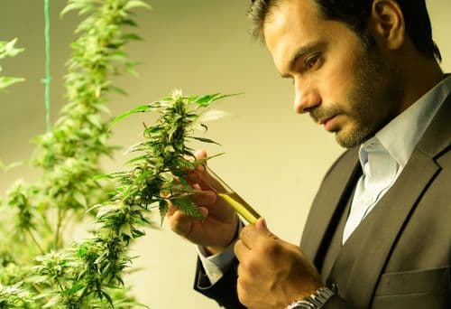 Mercado de cannabis nos EUA: Medicinal X Recreativo