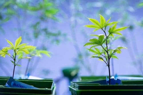 Cannabis Sativa, Indica e Híbrida: entenda as diferenças e qual a melhor opção para você