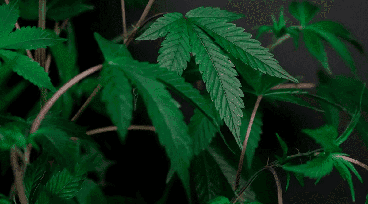 <strong>Tudo o que você precisa saber sobre o caule da maconha</strong>