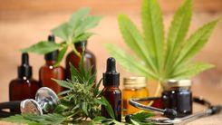 Anvisa prohibits cannabis products from Santa Catarina company due to lack of authorization